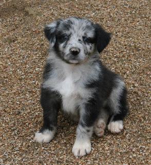 BLUE MERLE FEMALE - Ari! 