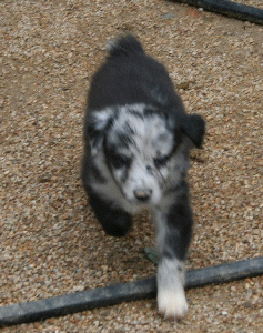 BLUE MERLE FEMALE - Ari! 