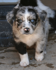 BLUE MERLE MALE