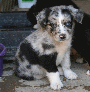 BLUE MERLE MALE!