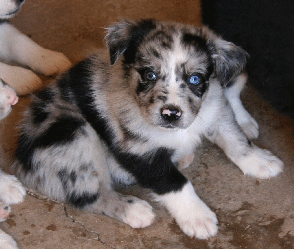 BLUE MERLE MALE!