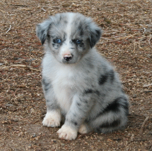 BLUE MERLE FEMALE - Missi! 