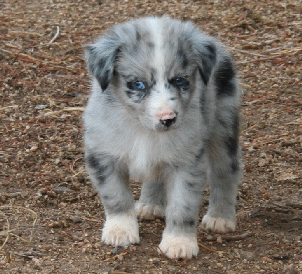 BLUE MERLE FEMALE - Missi! 
