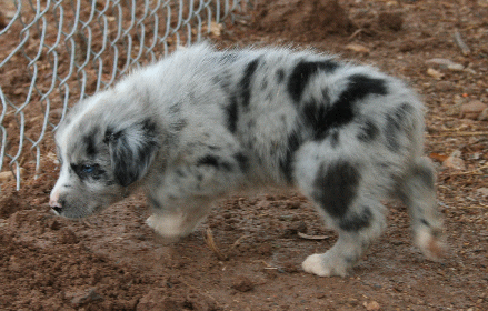 BLUE MERLE FEMALE - Missi! 
