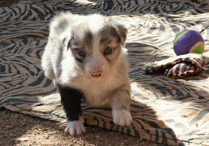 BLUE MERLE FEMALE!
