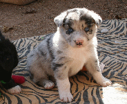BLUE MERLE MALE!