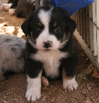 BLACK TRI-COLORED FEMALE 
