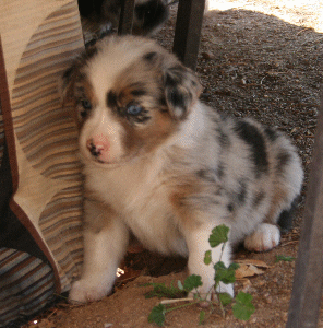 BLUE MERLE FEMALE!
