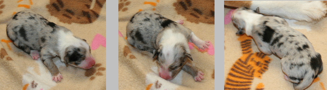BLUE MERLE FEMALE!
