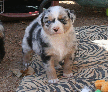 BLUE MERLE MALE!