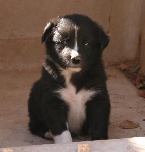 BLACK BI-COLORED MALE 
