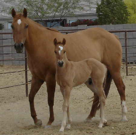 Docs Hollywd Gossip and dam No Gossip on Sundae an own daughter of world champion reiner Hollywood Gossip!