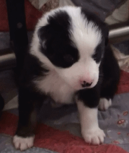 BLACK TRI-COLORED MALE - Rome!   $350   