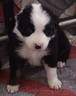 BLACK TRI-COLORED MALE - Rome!   $350   