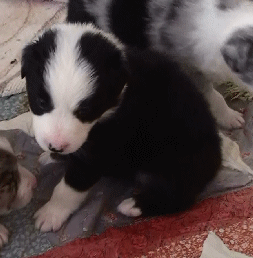 BLACK TRI-COLORED MALE - Rome!   $350   
