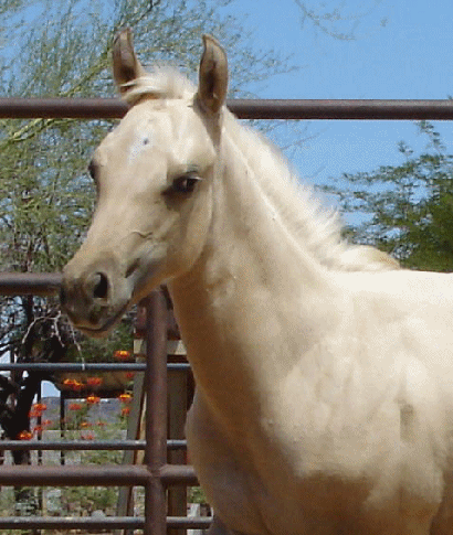 Sailor's Palomino Dun Filly