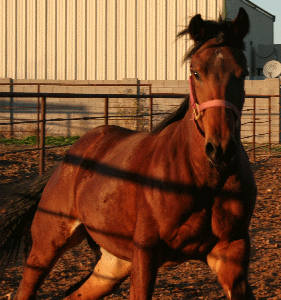 Sugar Cookie - Photo taken 01/11/08!!