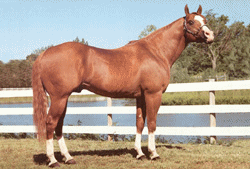 AQHA Hall of Fame SONNY DEE BAR (Sailor's great grandsire)!