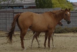 Docs Hollywd Gossip and dam No Gossip on Sundae an own daughter of world champion reiner Hollywood Gossip
