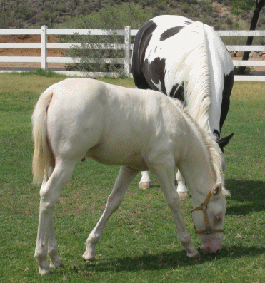 Cremello gelding!