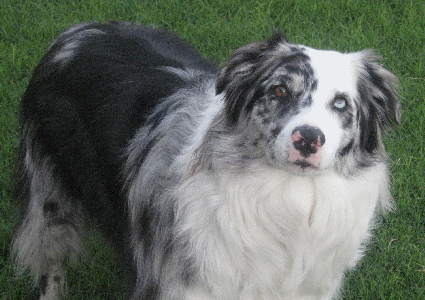 Blue Merle Female - Sydney is by Oz out of a Bella/Risky daughter!
