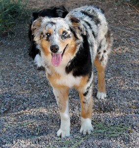 CLICK HERE TO SEE MORE PICS OF ASCA/AKC registered female: FAIROCKIN CLASSY TASSIE