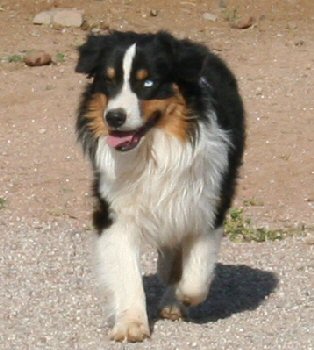 AKC/ASCA CORONADO'S BLUE EYED TAZER - click on his picture to visit his web page!