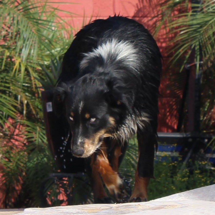 CLICK HERE TO SEE MORE PICS OF ASCA/AKC registered female: 