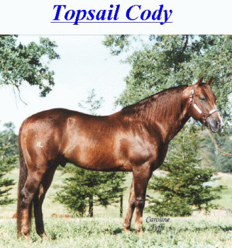 TOPSAIL CODY (Sailor's great grandsire)!