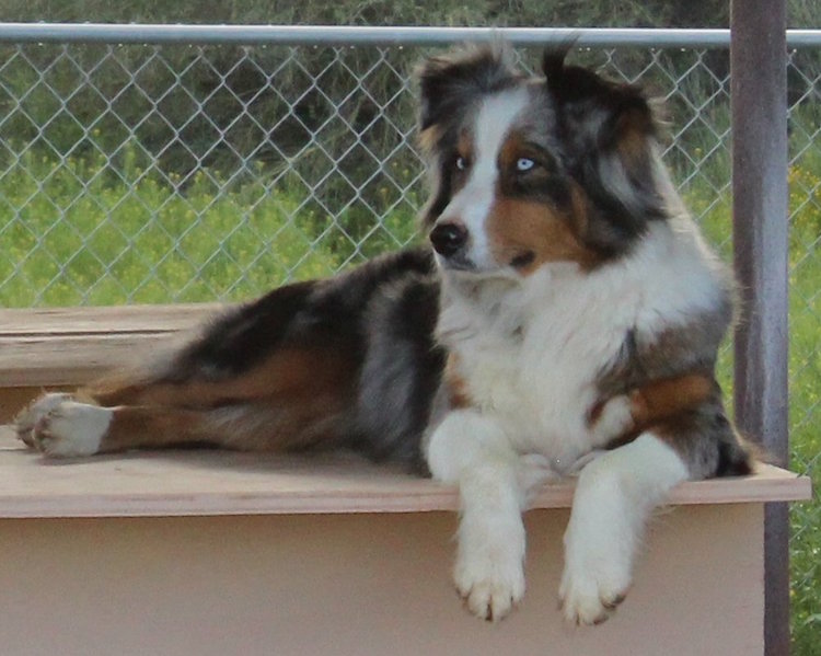 CLICK HERE TO SEE MORE PICS OF ASCA/AKC registered female: FAIROCKIN MISS CLASSIC TRYST