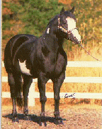 TWO EYED CHICO!! (Perfect's great grandsire)!