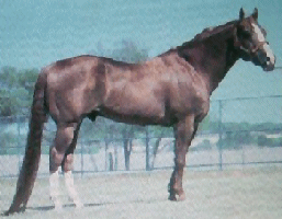WALLABY!! (Perfect's great grandsire)!