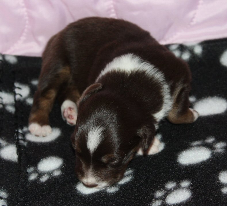  RED TRI FEMALE! 