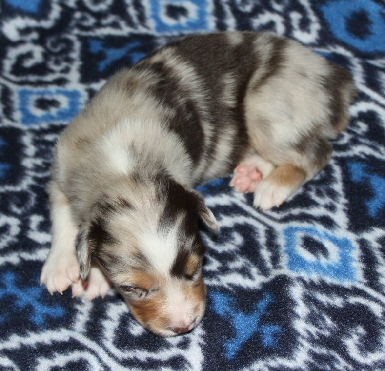  RED MERLE MALE! 