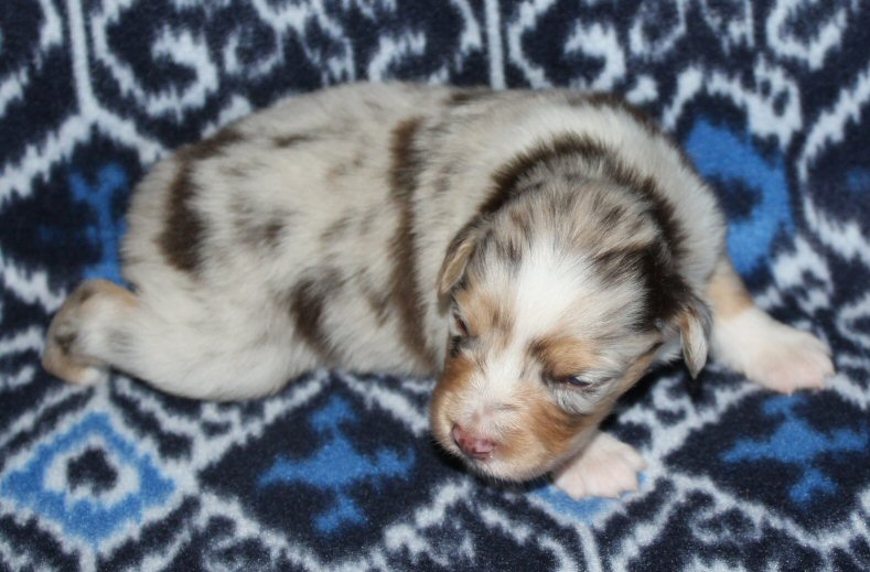  RED MERLE MALE! 