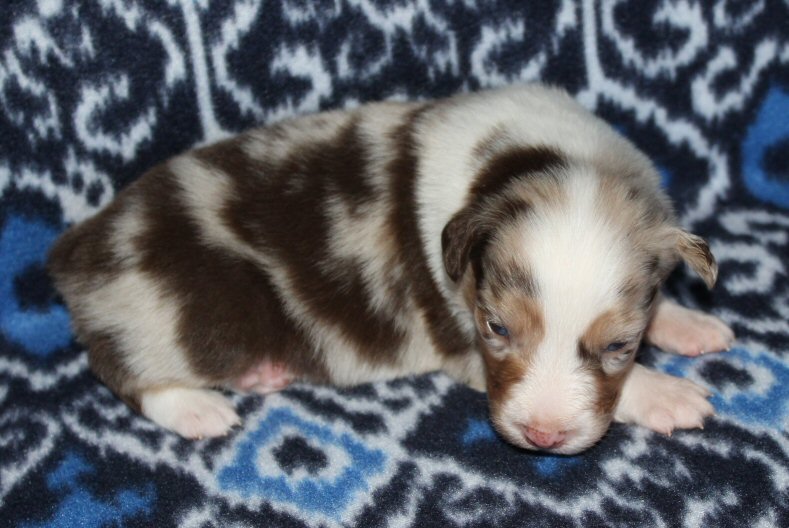 RED MERLE MALE! 