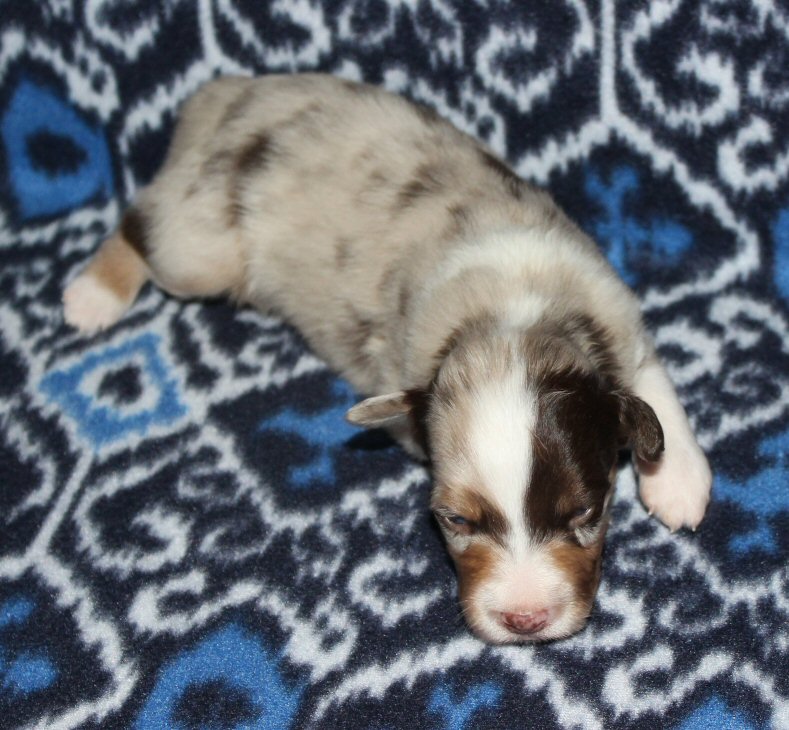  RED MERLE MALE! 