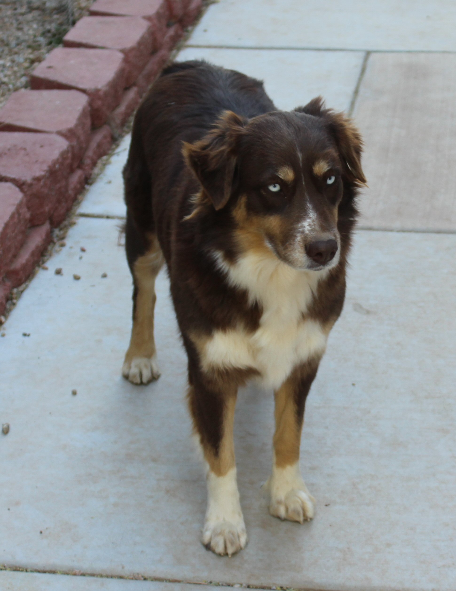 ASCA/AKC registered female: Aston