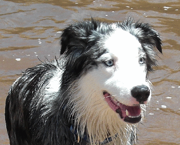 Bella/Oz Blue Merle Male - Izak!