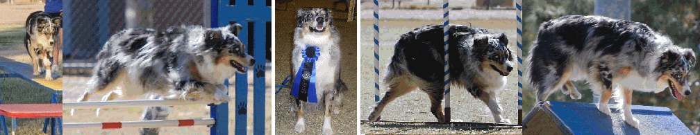 BLUE MERLE FEMALE!