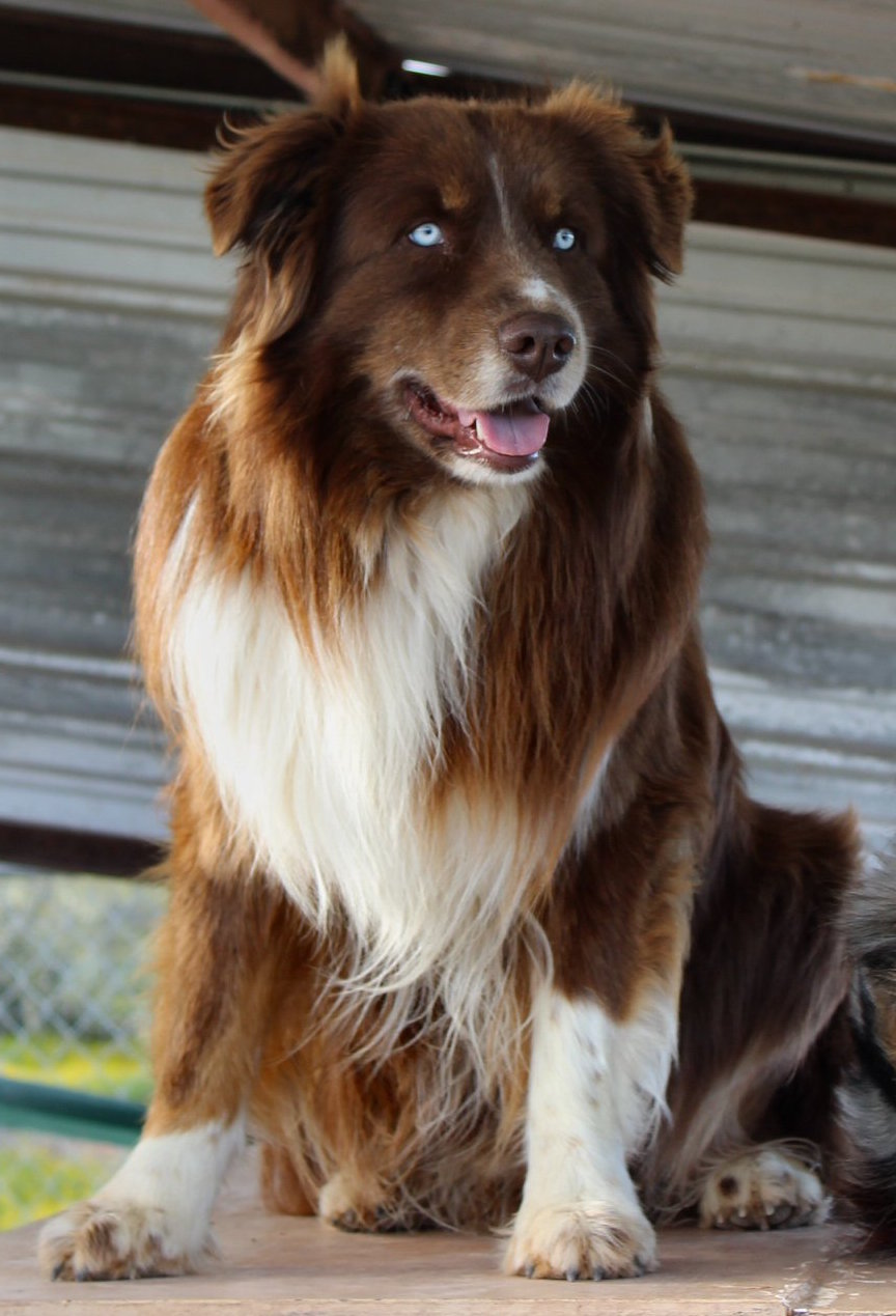 VENET's sire AKC/ASCA FREESTYLE ROCKIN' IN A BUGATTI