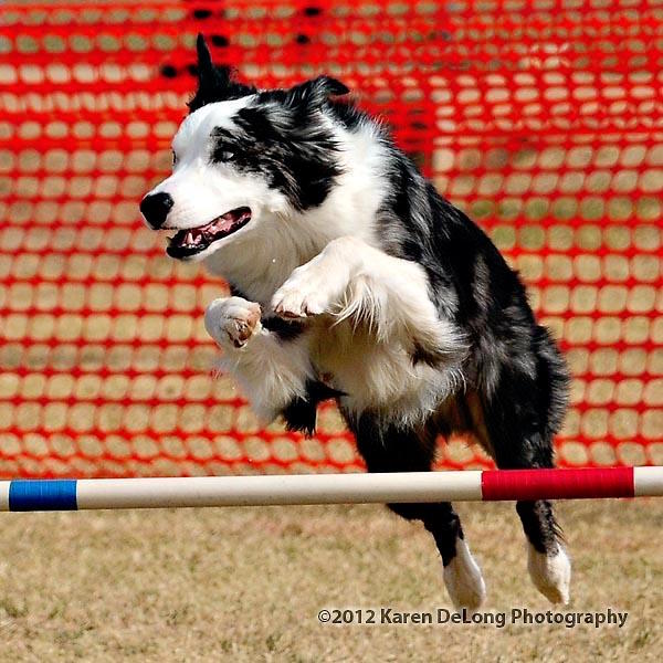 BELLA who is PROWLER'S (Legends Bold Classic Lady) dam and OZ (Wildwest Wizard of Fairoak) blue merle TITLED son - IZAK!