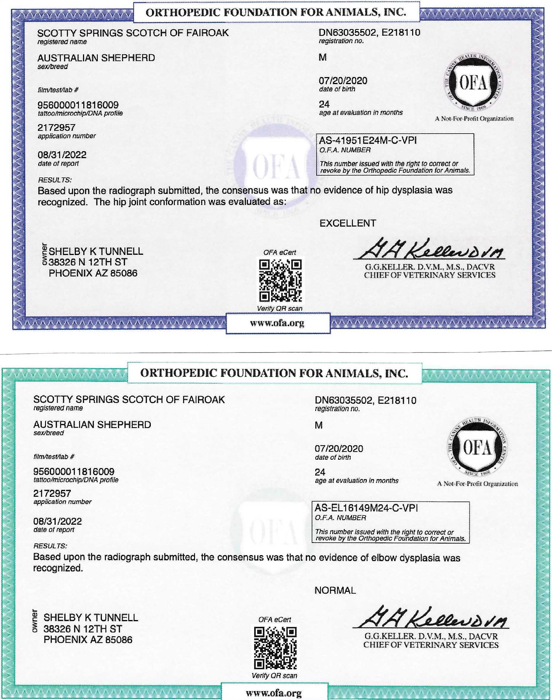 Scotty Springs Scotch of Fairoak OFA Certificates