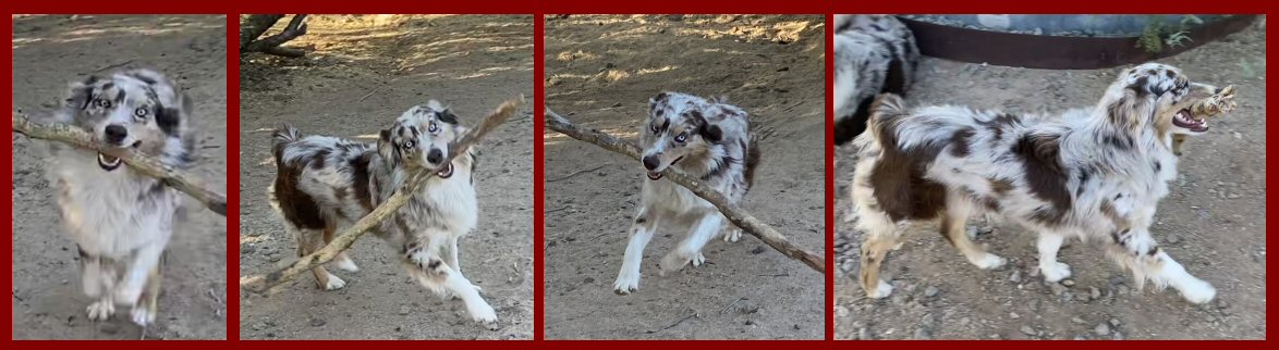 Scotty Springs Scotch of Fairoak loves his tree branch!