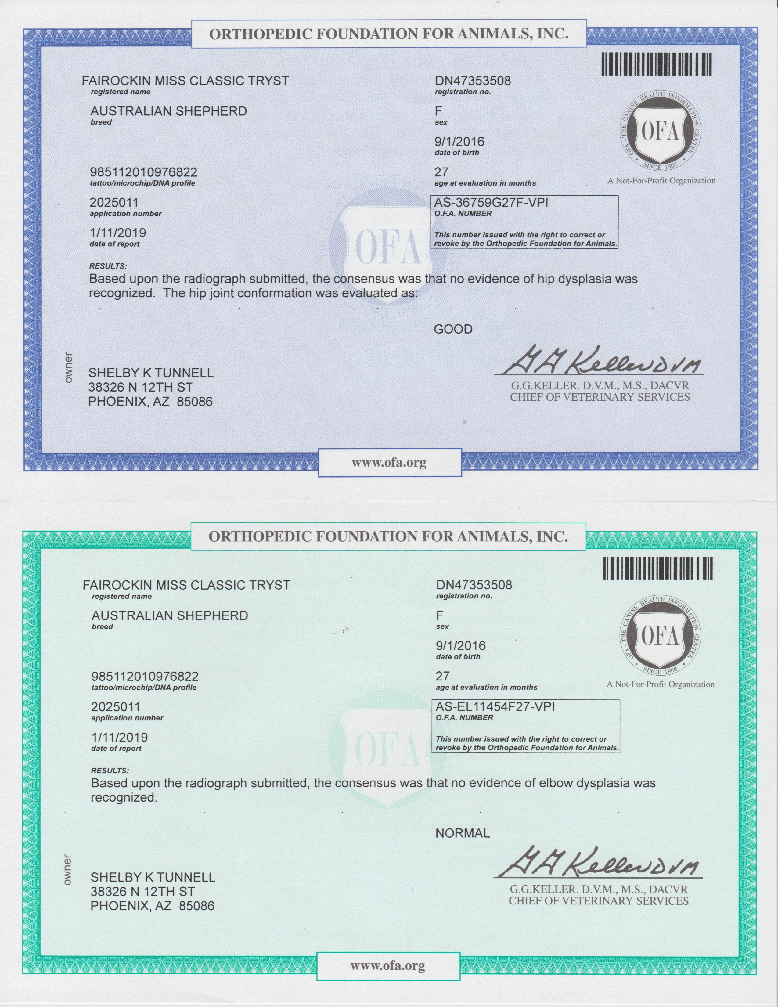 Fairockin Miss Classic Tryst OFA Certificates