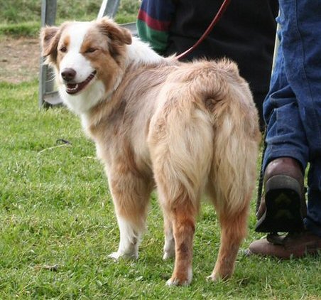 Thorin's Great Granddam is a WORKING TRIAL CHAMPION!  WTCH TWIN OAKS BULLYUP FOR HAULIN A STDcsd AND RTDs!