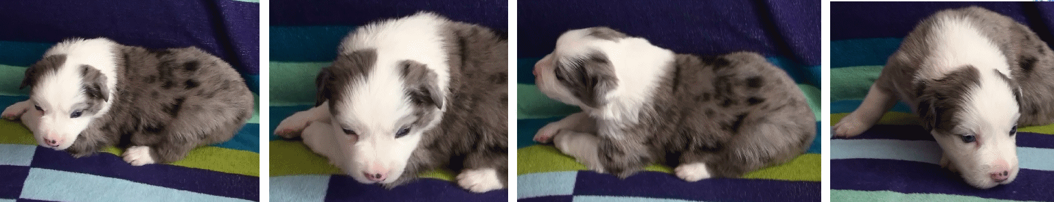 BLUE MERLE MALE