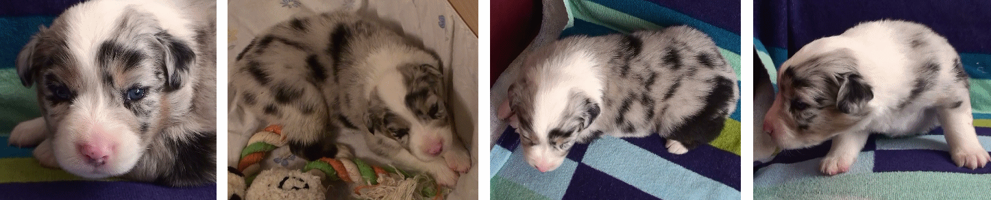BLUE MERLE FEMALE - $550! ***SOLD***