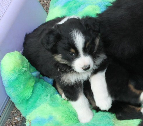 BLACK TRI FEMALE!