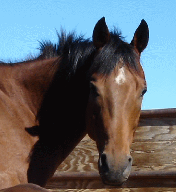 Click here to see Pedigree and Photos!
